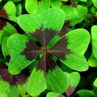 一号玩家奥特曼王者传奇手游下载